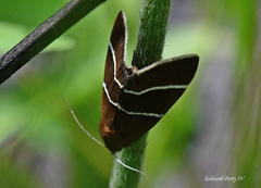 Argyrostrotis quadrifilaris