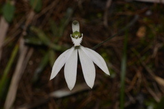 Caladenia picta