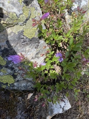 Penstemon fruticosus
