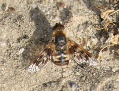 Thyridanthrax nugator