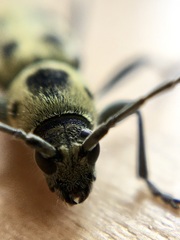 Chlorophorus herbstii