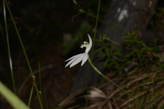 Caladenia picta