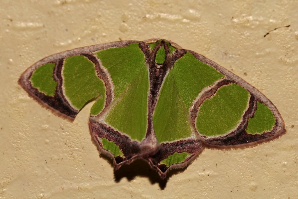 Paragathia