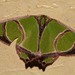 Paragathia albimarginata - Photo (c) Martin Grimm,  זכויות יוצרים חלקיות (CC BY-NC)