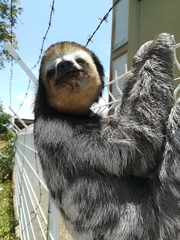 Bradypus tridactylus