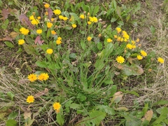 Scorzoneroides autumnalis