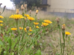 Scorzoneroides autumnalis