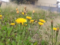 Scorzoneroides autumnalis