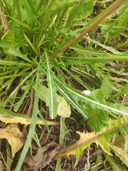 Scorzoneroides autumnalis