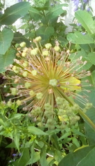 Allium giganteum