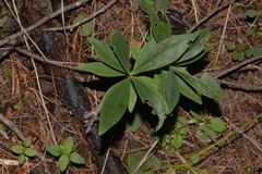 Wikstroemia indica