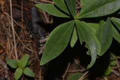 Wikstroemia indica