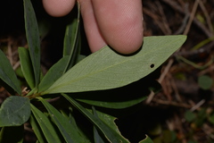 Wikstroemia indica