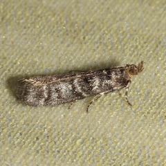 Ortholepis pasadamia