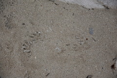 Procyon pygmaeus