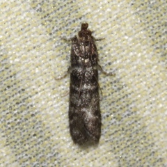 Ortholepis pasadamia