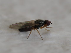 Chamaepsila