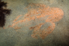 Angelshark photo 4