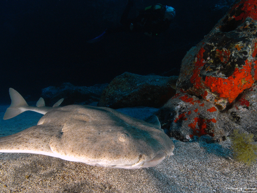 Angelshark, photo 6 of 10
