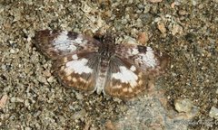 Chiomara asychis