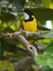 Mangrove Golden Whistler photo 3