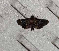 Diathrausta reconditalis