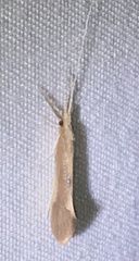 Triaenodes marginatus