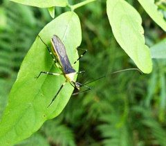 Zelus versicolor