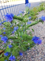 Echium vulgare