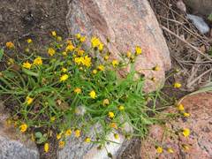 Crepis nigrescens