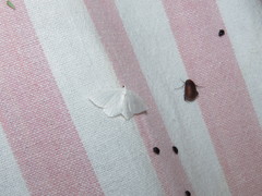 Macaria pustularia