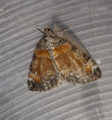 Dysstroma hersiliata