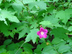 Rubus odoratus odoratus