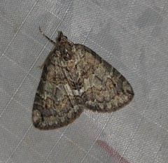 Hydriomena divisaria