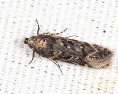 Chionodes thoraceochrella