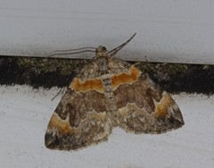 Dysstroma hersiliata