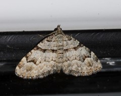 Xanthorhoe abrasaria