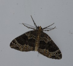 Ecliptopera silaceata