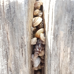 Trochoidea trochoides