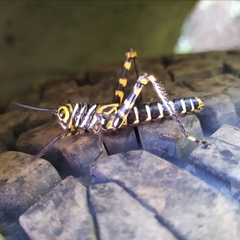 Tropidacris cristata