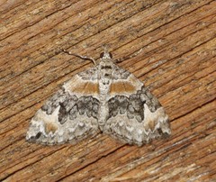 Dysstroma hersiliata