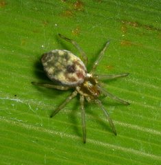 Nigma puella