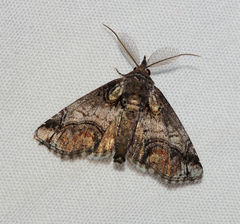 Paectes abrostolella