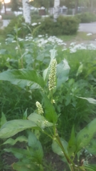 Persicaria lapathifolia