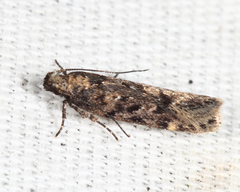 Chionodes thoraceochrella