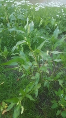 Persicaria lapathifolia