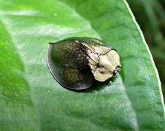 Stolas redtenbacheri