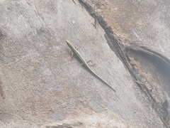 Sphenomorphus sanctus