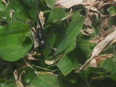 Steatoda cingulata