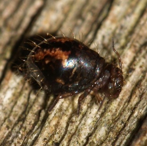 Sminthuridae